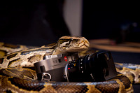 Snake by Leica