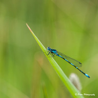 Demoiselles-18