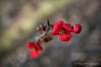 Printemps Meise-9