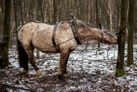 Débardage 10 Fev 18-3