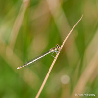 Demoiselles-15