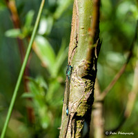 Demoiselles-2