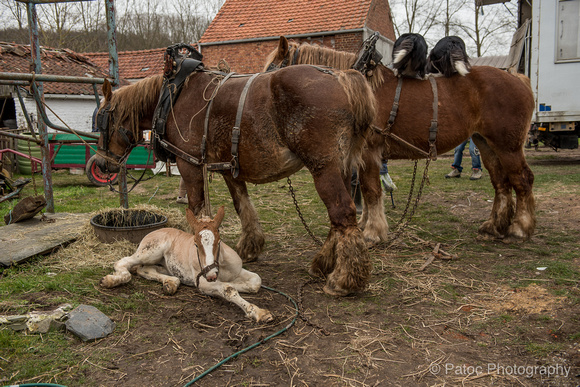 Travail agricole-12