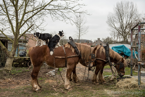 Travail agricole-11