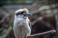 Zoo Lille-2