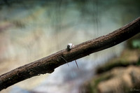 Zoo Lille-6