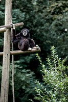 Zoo Lille-7