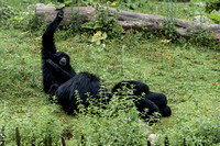 Zoo Lille-13